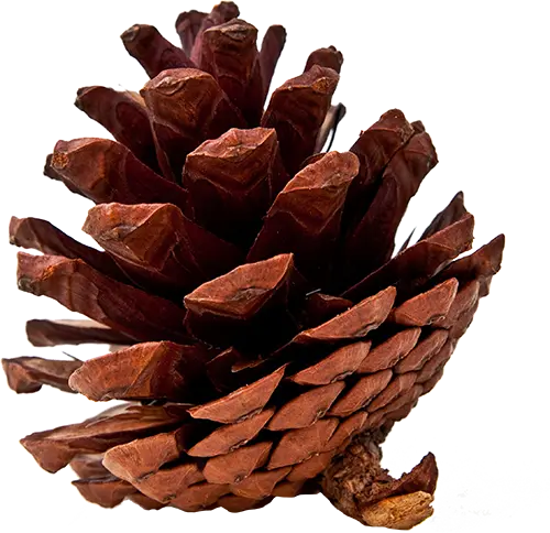 Close-up of a brown pine cone on a white background.